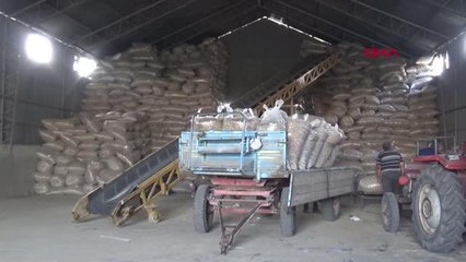 3 İLÇEDEN 1400 TON HAŞHAŞ KAPSÜLÜ ALINACAK