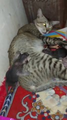Mom cat sleeping 3 little kitten baby