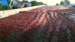 Tomato truck crash causes huge mess on California highwayC