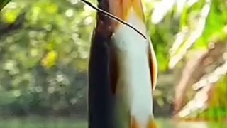 How to Flying Fish For Food।।Amazing Fish Flying Video।। #colorful fish। Fish Dailymotions video। उड़ती मच्छी का video। Sea food।