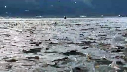 Alaskan River is Completely Filled with Salmon