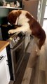 Saint Bernard Helps Himself to Stew