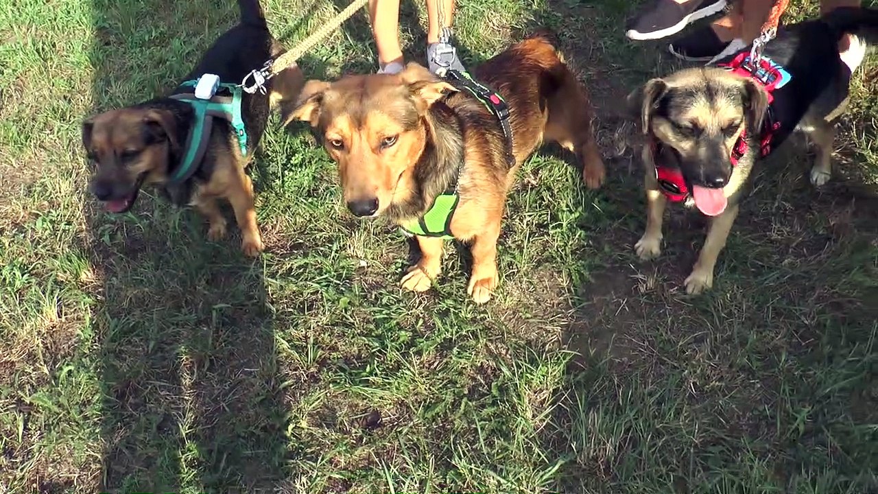 Deutsch Wagram 3 Jahre Videoproduktionsabteilung