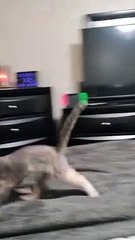 I Know I Can Get It!