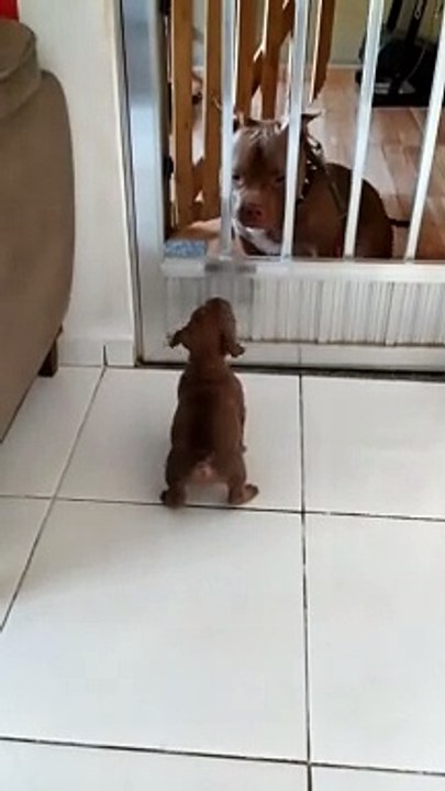 Little Pup Gets Scared by Big Dog