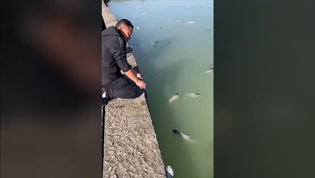 De l'alcool de riz se déverse dans un lac et les poissons sont tous défoncés