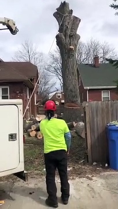 Petite surprise pendant l'abattage d'un arbre