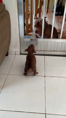 Little Pup Gets Scared by Big Dog