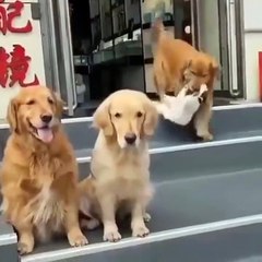 Un chien veut absolument un chat sur la photo de famille