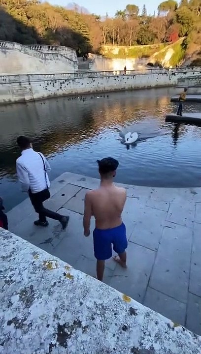 Un cygne attaque un jeune homme qui plonge dans les Jardins de la Fontaine à Nîmes