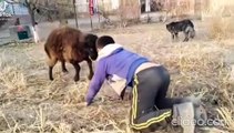 Un enfant tente de mettre un coup de boule à un mouton