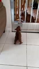 Little Pup Gets Scared by Big Dog