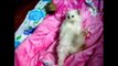 So  many cute  kittens Cat videos compilation
