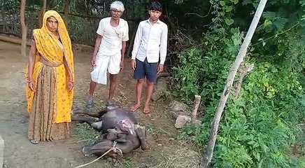 पैंथर ने बाड़े में बंधी भैंस का किया शिकार