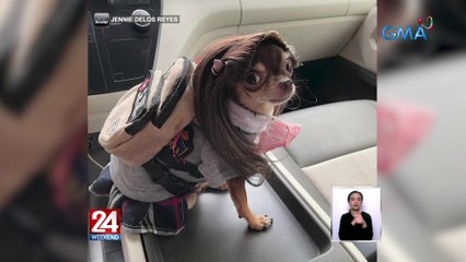 Get-up ng isang furbaby, pamasok sa school | 24 Oras Weekend