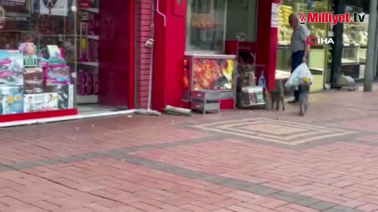 Kedilerin köşeye sıkıştırdığı köpeği esnaf kurtardı