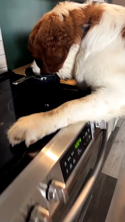 Saint Bernard Helps Himself to Stew