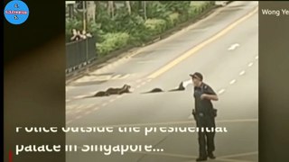 Watch: Otters in Singapore cross road with police escortClose