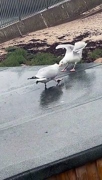 Seagulls Fight Over Food
