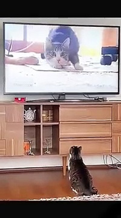 funny-moments-of-animals-compilations-fu_167