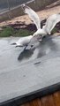 Seagulls Fight Over Food