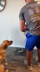 Pup Prays for Food