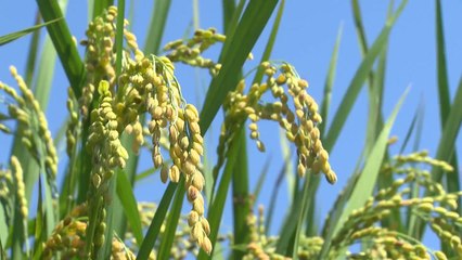 추석 앞두고 친환경 고품질 햅쌀 출하 한창 / YTN