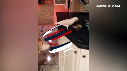 Yiyeceğine ulaşamayan köpeği ağzıyla besleyen papağan kamerada