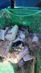 Maggot Mania in a Trashcan