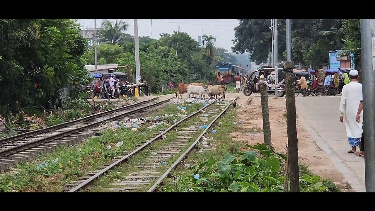 রাখে আল্লাহ মারে কে! অল্পের জন্যে রক্ষা পেল চারটি প্রাণী।