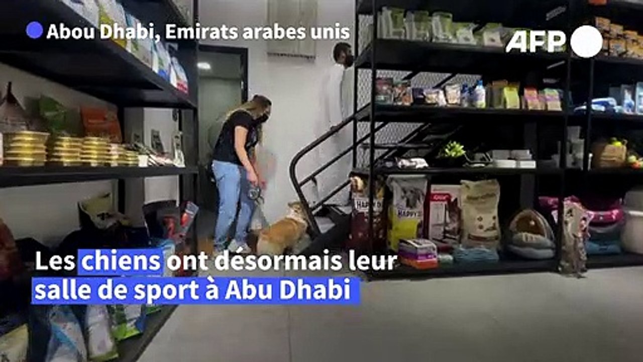 Face aux grosses chaleurs, les chiens ont leur salle de sport à Abou Dhabi