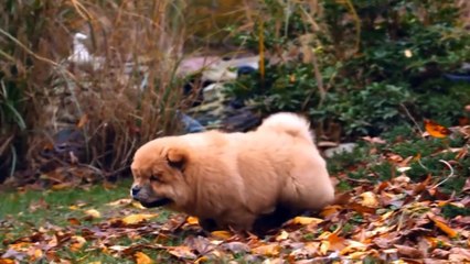 Top 10 Most Beautiful Dog Breeds in the World