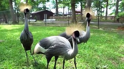 10 Most Beautiful Birds on Planet Earth 2