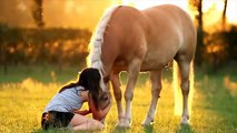 8 Most Beautiful Horses on Planet Earth
