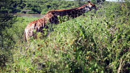 Top 10 Biggest Animals Of Their Kingdom on Planet Earth