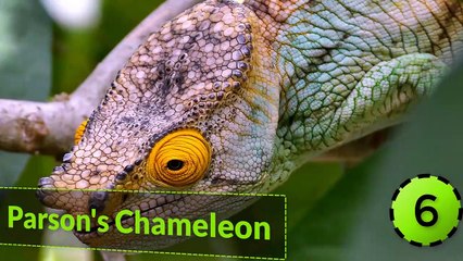 10 Most Beautiful Lizards in the World