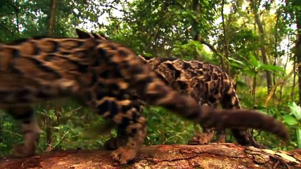 10 Most Beautiful Rare Wild Cats on Planet Earth