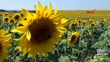 Bayraktar: Ayçiçeği stratejik bir ürün