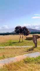 Ostrich Dances in Circles