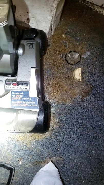 Really Bad Bedbug Infestation