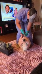 Piggy Smalls Gets His Nails Done
