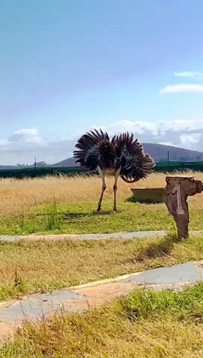 Ostrich Dances in Circles
