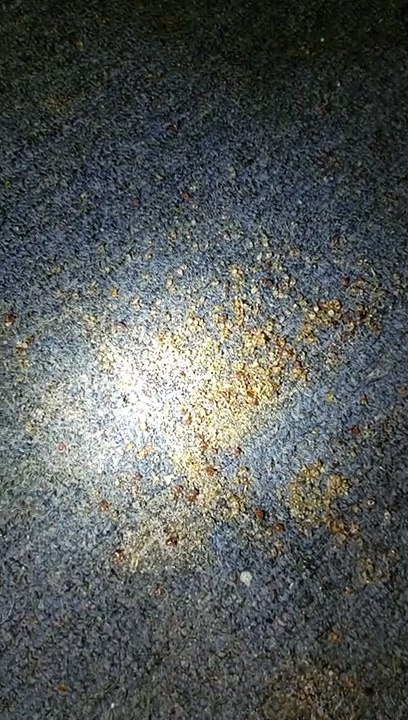 Really Bad Bedbug Infestation