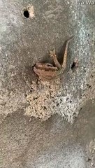 Il sauve un lézard coincé, la tête dans un mur