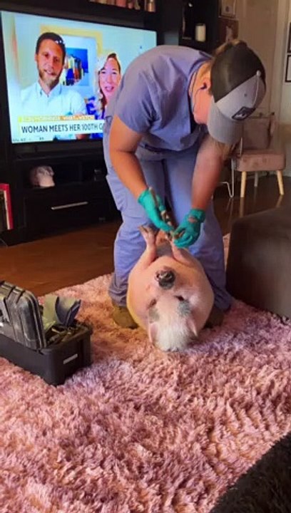 Piggy Smalls Gets His Nails Done