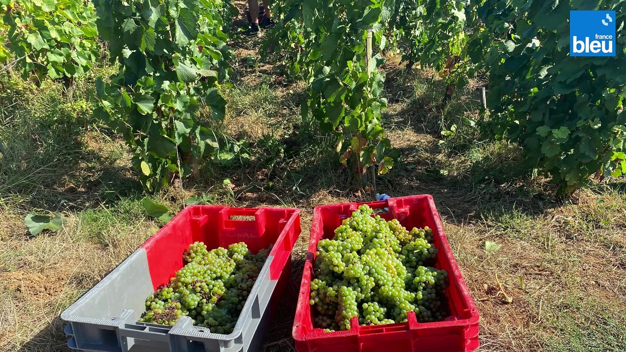 "C'est le résultat de mois de labeur pour obtenir un petit nectar !"