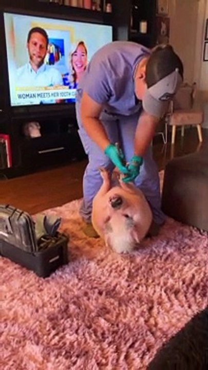 Piggy Smalls Gets His Nails Done