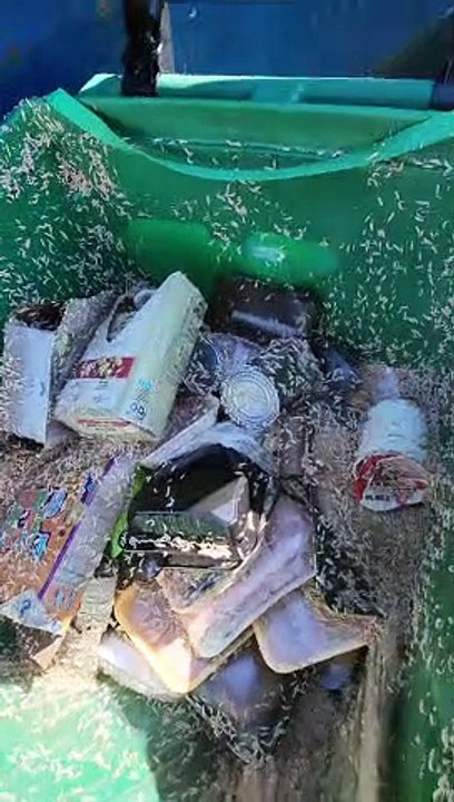 Maggot Mania in a Trashcan