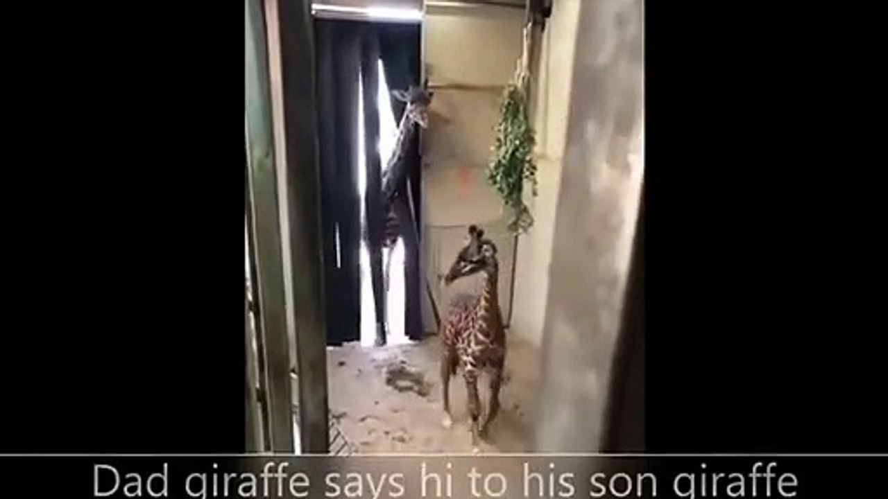 Dad giraffe says hi to his son giraffe