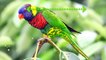 10 Most Colorful Lorikeets on Planet Earth